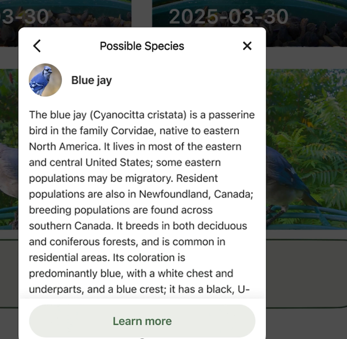 Bird identification interface